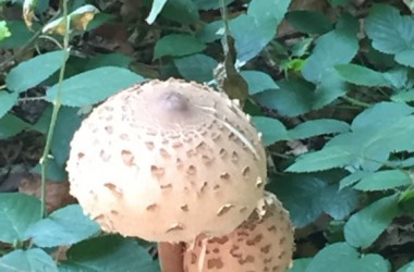 2018.09.18.14.37 (Custom)