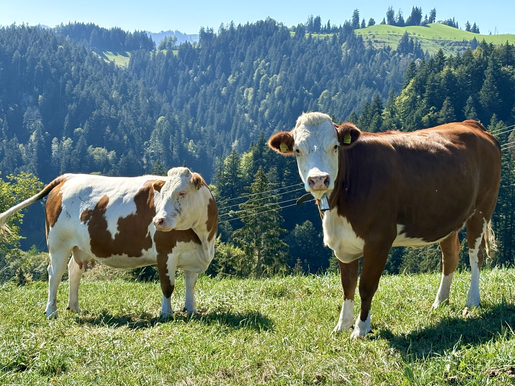 Emmental-31