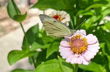 a12-1000152172