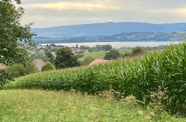 Murtensee von Münchenwiler