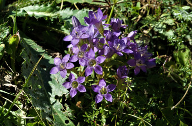 RD-P1005984